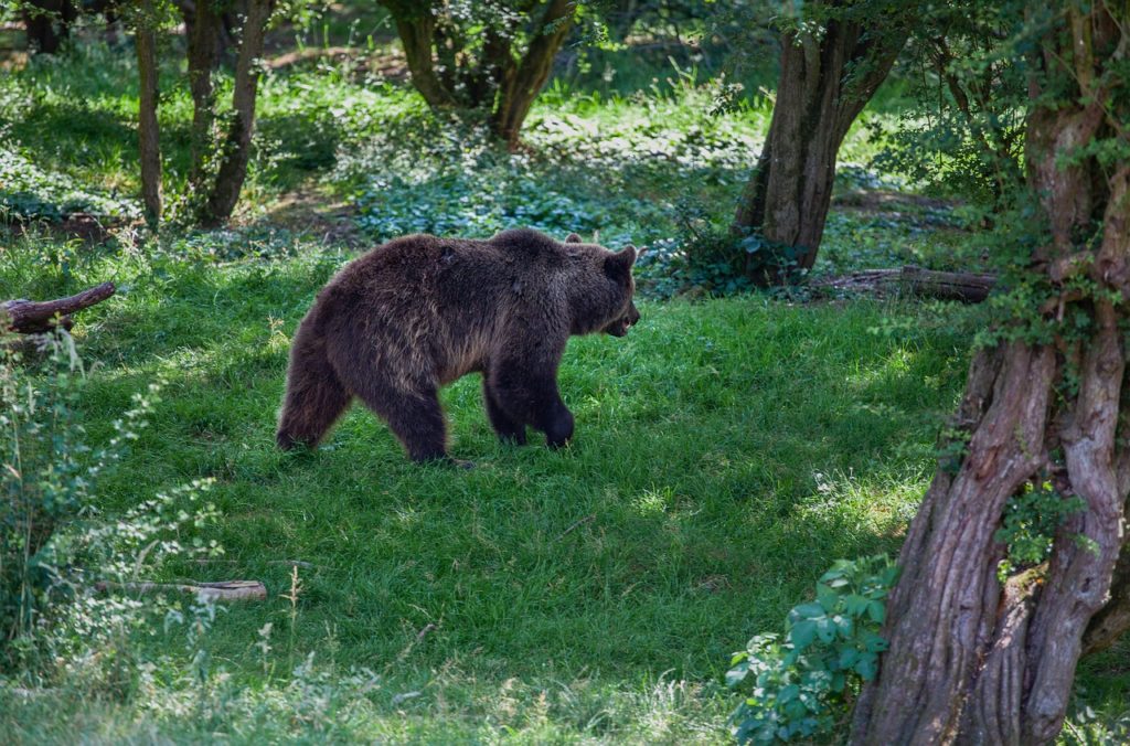 bear-forest